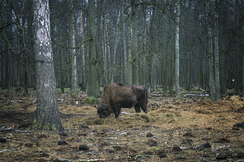 Приокско-террасный заповедник фото
