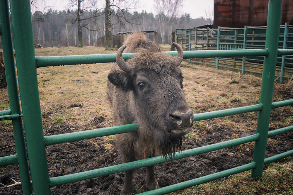 Приокско-террасный заповедник