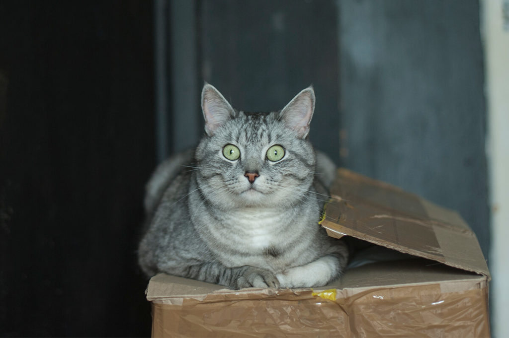 Чайный котик фото