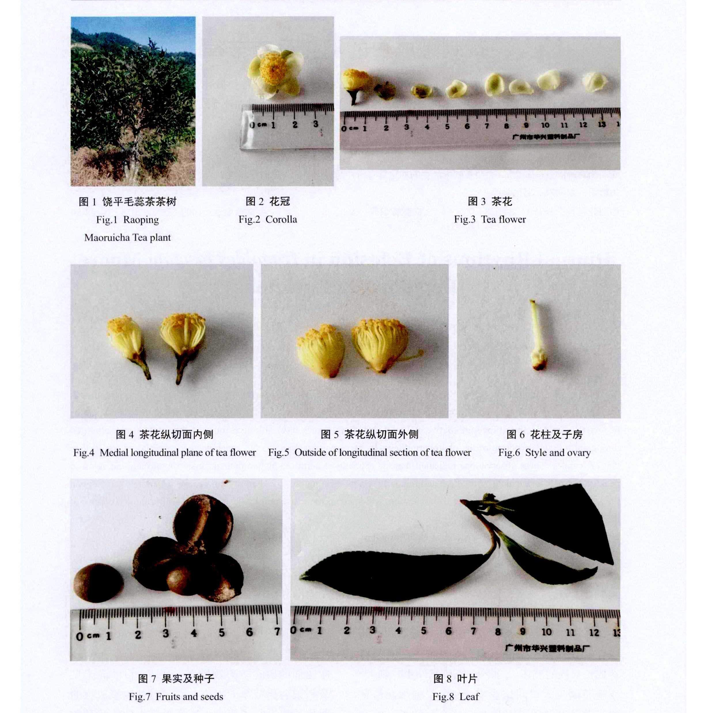 Фрагмент статьи, посвященной исследованию сорта Хунъинь