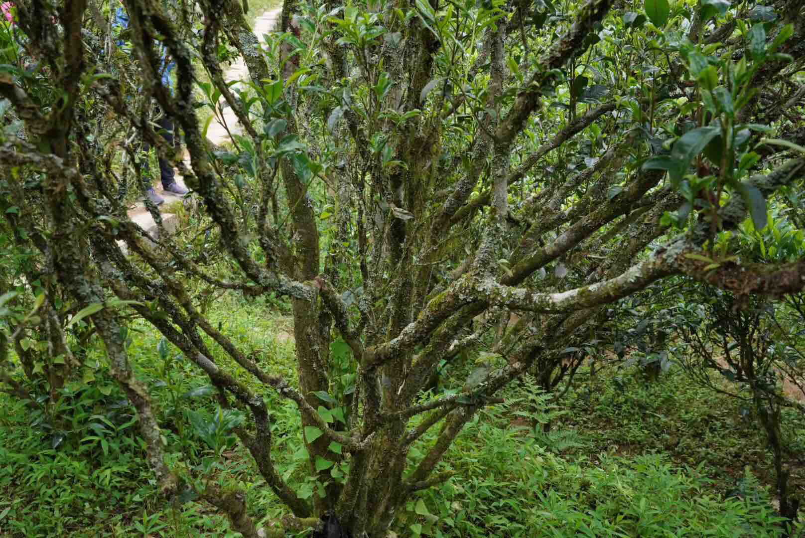 Старое дерево Фэнхуан Шуйсяня
