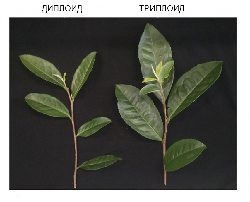 Морфологические характеристики диплоидных и триплоидных чайных листьев