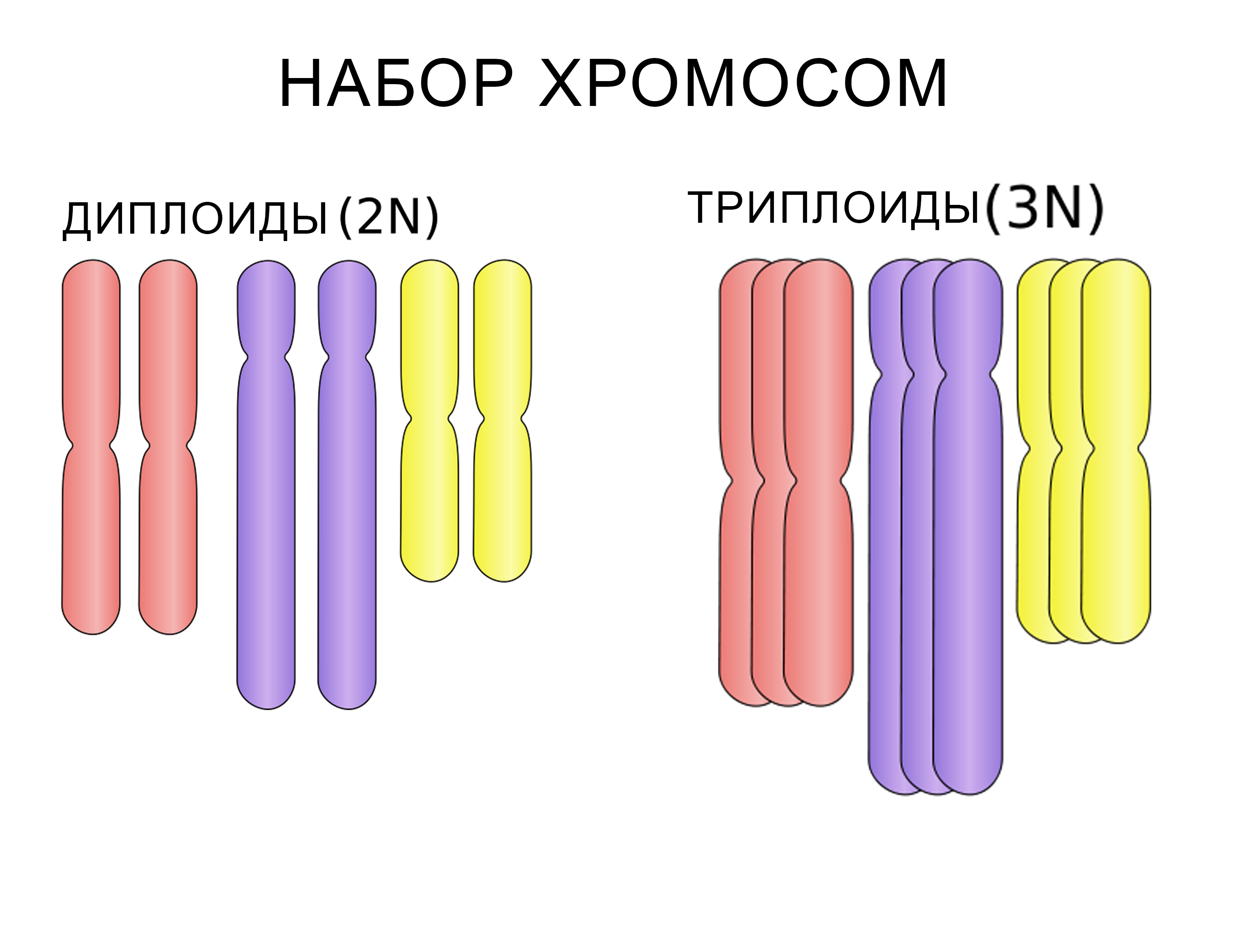 Набор хромосом определяет способность организмов к половому размножению.У триплоидов (3n) каждая хромосома представлена тремя копиями, что делает их распределение при делении нерегулярным.