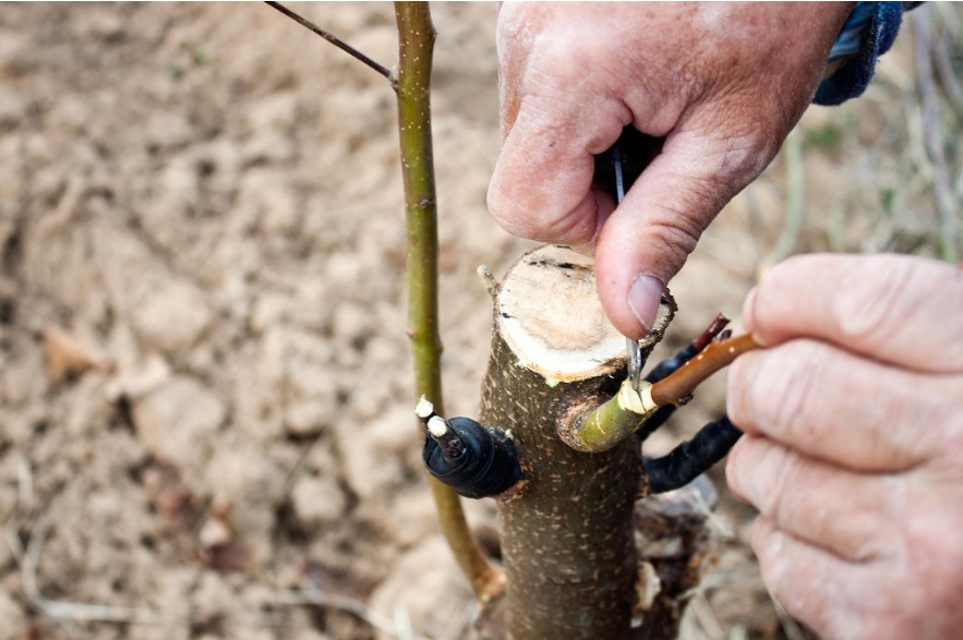 Выведение новых чайных сортов путем прививки