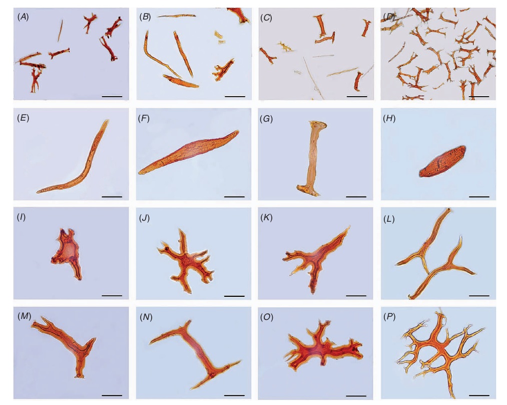 Формы склереид в чайных растениях секции Thea: (E) Нитевидные склереиды (filiform sclereid) (F) Веретенообразные склереиды (fusiform sclereid) (G) Палочковидные склереиды (palosclereid) (H) Червеобразные склереиды (vermiform sclereid) (I) Пузырчатые склереиды (vesiculose sclereid) (J) Астро-склереиды (astrosclereid) (K) Ризосклереиды (rhizosclereid) (L) Y-образные склереиды (Y-shaped sclereid) (M) T-образные склереиды (T-shaped sclereid) (N) I-образные склереиды (I-shaped sclereid) (O) Разветвлённые склереиды (ramiform sclereid) (P) Древовидные склереиды (dendritic sclereid)